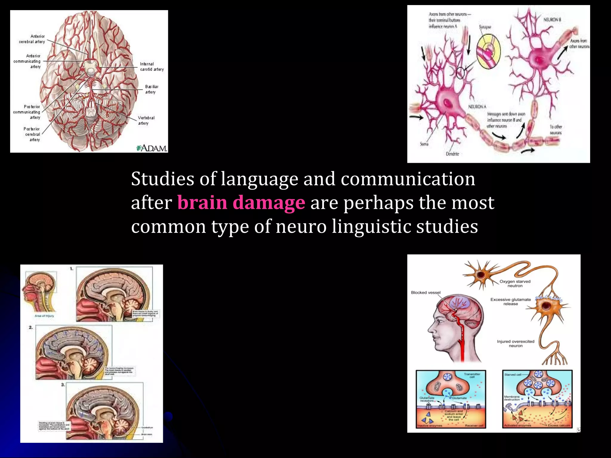 Studies of language and communicationStudies of language and communication
afterafter brain damagebrain damage are perhaps the mostare perhaps the most
common type of neuro linguistic studiescommon type of neuro linguistic studies
 