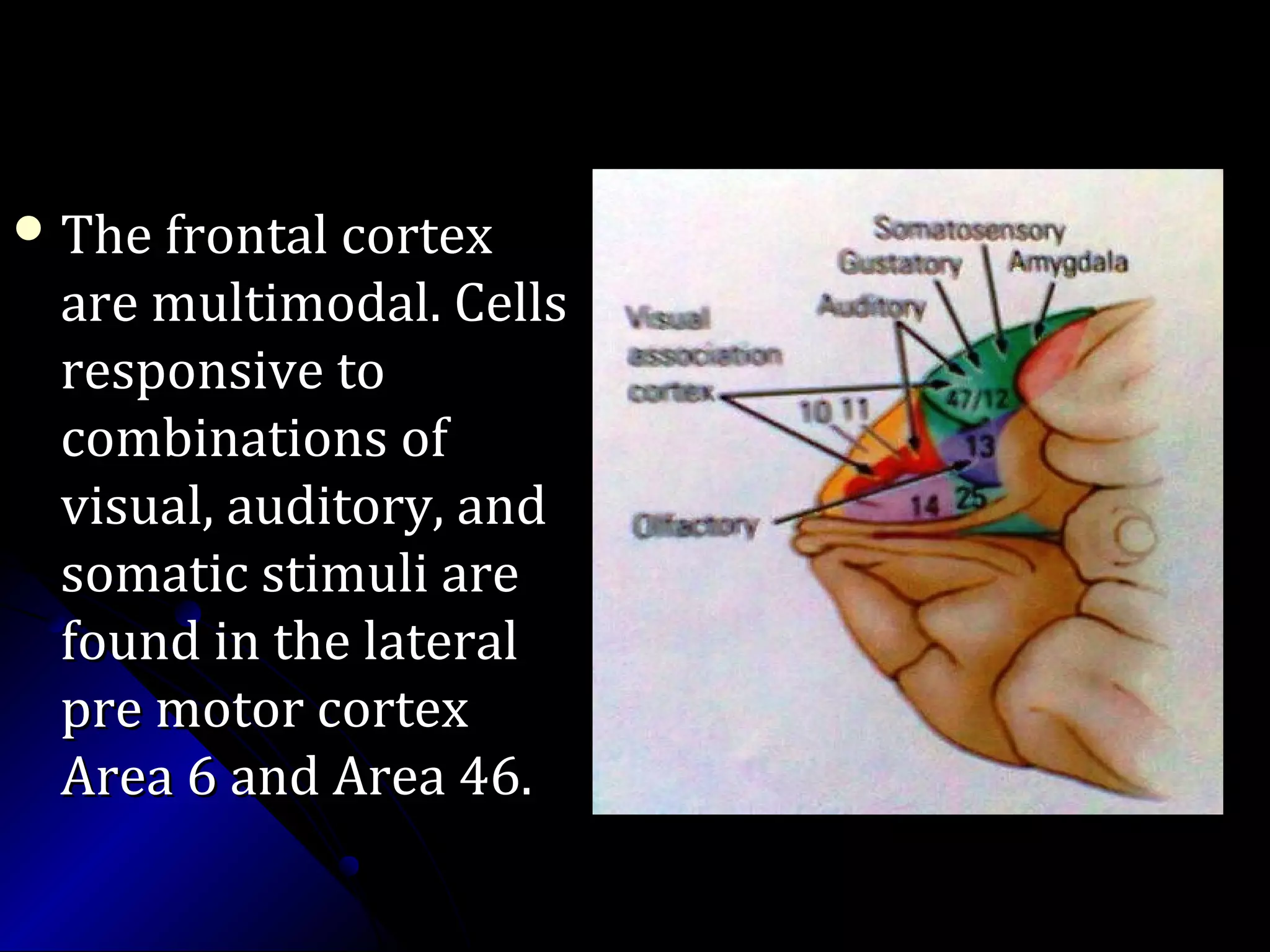  The frontal cortexThe frontal cortex
are multimodal. Cellsare multimodal. Cells
responsive toresponsive to
combinations ofcombinations of
visual, auditory, andvisual, auditory, and
somatic stimuli aresomatic stimuli are
found in the lateralfound in the lateral
pre motor cortexpre motor cortex
Area 6 and Area 46.Area 6 and Area 46.
 