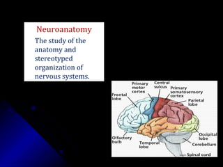 Neuroanatomy
The study of the
anatomy and
stereotyped
organization of
nervous systems.
 