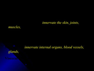 The Peripheral nervous System (PNS)
All the spinal nerves that innervate the skin, joints,
muscles, etc. and under voluntary control:
Somatic PNS
Neurons that innervate internal organs, blood vessels,
glands, etc. and are involuntary:
Visceral PNS or Autonomic Nervous System (ANS)
 
