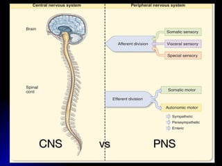 CNS vs PNSCNS vs PNS
 