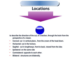 to describe the direction of the cut, or a section, through the brain from the
perspective of a viewer.
• Coronal: cut in vertical plane , from the crown of the head down.
• Horizontal: cut in the horizon.
• Sagittal: cut in lengthways, front to back, viewed from the ides
• Ipsilateral: on the same side
• Contralateral: opposite to each other.
• Bilateral : structures are bilaterally.
Locations
 