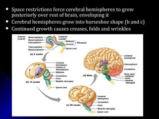  Space restrictions force cerebral hemispheres to growSpace restrictions force cerebral hemispheres to grow
posteriorly over rest of brain, enveloping itposteriorly over rest of brain, enveloping it
 Cerebral hemispheres grow into horseshoe shape (b and c)Cerebral hemispheres grow into horseshoe shape (b and c)
 Continued growth causes creases, folds and wrinklesContinued growth causes creases, folds and wrinkles
 