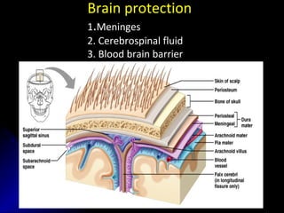 Brain protection
1.Meninges
2. Cerebrospinal fluid
3. Blood brain barrier
 