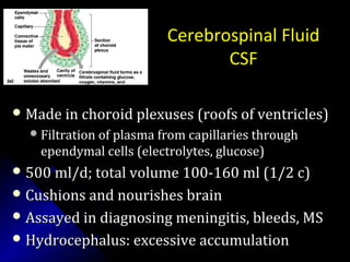 Cerebrospinal Fluid
CSF
 Made in choroid plexuses (roofs of ventricles)Made in choroid plexuses (roofs of ventricles)
Filtration of plasma from capillaries throughFiltration of plasma from capillaries through
ependymal cells (electrolytes, glucose)ependymal cells (electrolytes, glucose)
 500 ml/d; total volume 100-160 ml (1/2 c)500 ml/d; total volume 100-160 ml (1/2 c)
 Cushions and nourishes brainCushions and nourishes brain
 Assayed in diagnosing meningitis, bleeds, MSAssayed in diagnosing meningitis, bleeds, MS
 Hydrocephalus: excessive accumulationHydrocephalus: excessive accumulation
 