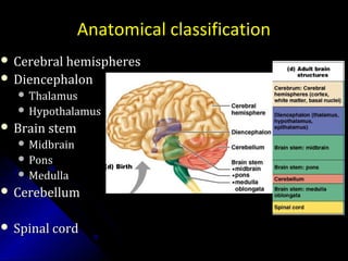 Anatomical classification
 Cerebral hemispheresCerebral hemispheres
 DiencephalonDiencephalon
 ThalamusThalamus
 HypothalamusHypothalamus
 Brain stemBrain stem
 MidbrainMidbrain
 PonsPons
 MedullaMedulla
 CerebellumCerebellum
 Spinal cordSpinal cord
 