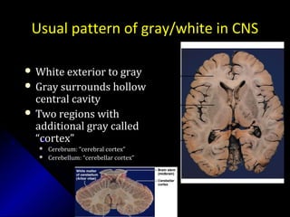 Usual pattern of gray/white in CNS
 White exterior to grayWhite exterior to gray
 Gray surrounds hollowGray surrounds hollow
central cavitycentral cavity
 Two regions withTwo regions with
additional gray calledadditional gray called
“cortex”“cortex”
 Cerebrum: “cerebral cortex”Cerebrum: “cerebral cortex”
 Cerebellum: “cerebellar cortex”Cerebellum: “cerebellar cortex”
_________________
____________________________
_____________________________
 