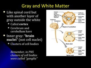 Gray and White Matter
 Like spinal cord butLike spinal cord but
with another layer ofwith another layer of
gray outside the whitegray outside the white
 CalledCalled cortexcortex
 Cerebrum andCerebrum and
cerebellum havecerebellum have
 Inner gray: “Inner gray: “brainbrain
nucleinuclei” (not cell nuclei)” (not cell nuclei)
 Clusters of cell bodiesClusters of cell bodies
Remember, in PNSRemember, in PNS
clusters of cell bodiesclusters of cell bodies
were called “ganglia”were called “ganglia”
More words: brains stem is caudal (toward tail)
to the more rostral (noseward) cerebrum
 