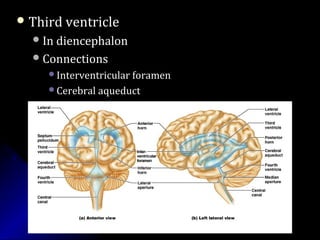  Third ventricleThird ventricle
In diencephalonIn diencephalon
ConnectionsConnections
Interventricular foramenInterventricular foramen
Cerebral aqueductCerebral aqueduct
 