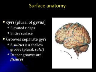Surface anatomy
 GyriGyri (plural of(plural of gyrusgyrus))
Elevated ridgesElevated ridges
Entire surfaceEntire surface
 Grooves separate gyriGrooves separate gyri
AA sulcussulcus is a shallowis a shallow
groove (plural,groove (plural, sulcisulci))
Deeper grooves areDeeper grooves are
fissuresfissures
 