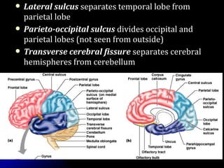  Lateral sulcusLateral sulcus separates temporal lobe fromseparates temporal lobe from
parietal lobeparietal lobe
 Parieto-occipital sulcusParieto-occipital sulcus divides occipital anddivides occipital and
parietal lobes (not seen from outside)parietal lobes (not seen from outside)
 Transverse cerebral fissureTransverse cerebral fissure separates cerebralseparates cerebral
hemispheres from cerebellumhemispheres from cerebellum
 