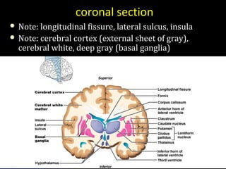 coronal section
 Note: longitudinal fissure, lateral sulcus, insulaNote: longitudinal fissure, lateral sulcus, insula
 Note: cerebral cortex (external sheet of gray),Note: cerebral cortex (external sheet of gray),
cerebral white, deep gray (basal ganglia)cerebral white, deep gray (basal ganglia)
 