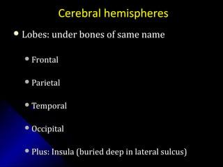 Cerebral hemispheres
 Lobes: under bones of same nameLobes: under bones of same name
FrontalFrontal
ParietalParietal
TemporalTemporal
OccipitalOccipital
Plus: Insula (buried deep in lateral sulcus)Plus: Insula (buried deep in lateral sulcus)
 