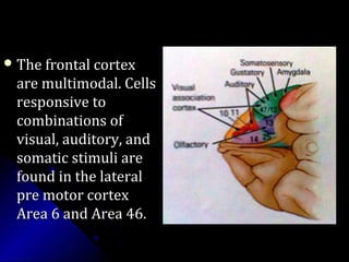  The frontal cortexThe frontal cortex
are multimodal. Cellsare multimodal. Cells
responsive toresponsive to
combinations ofcombinations of
visual, auditory, andvisual, auditory, and
somatic stimuli aresomatic stimuli are
found in the lateralfound in the lateral
pre motor cortexpre motor cortex
Area 6 and Area 46.Area 6 and Area 46.
 