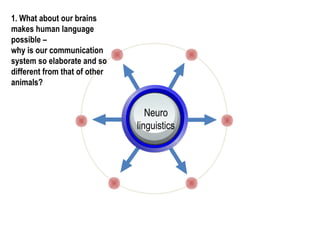 1. What about our brains
makes human language
possible –
why is our communication
system so elaborate and so
different from that of other
animals?
Neuro
linguistics
 