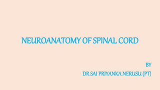 NEUROANATOMY OF SPINAL CORD
BY
DR SAI PRIYANKA NERUSU (PT)
 