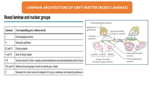Rexed Laminae Function NEUROANATOMY OF SPINAL CORD.pptx