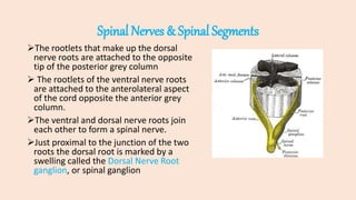 Spinal Roots Vs Rootlets NEUROANATOMY OF SPINAL CORD.pptx