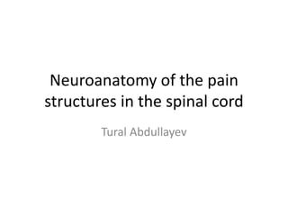 Neuroanatomy of the pain
structures in the spinal cord
Tural Abdullayev
 