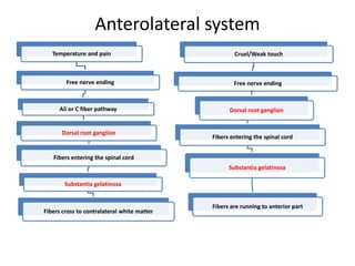 Anterolateral system
Temperature and pain
Free nerve ending
A or C fiber pathway
Dorsal root ganglion
Fibers entering the...
