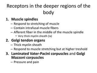 Receptors in the deeper regions of the
body
1. Muscle spindles
– Respond to stretching of muscle
– Contain intrafusal musc...