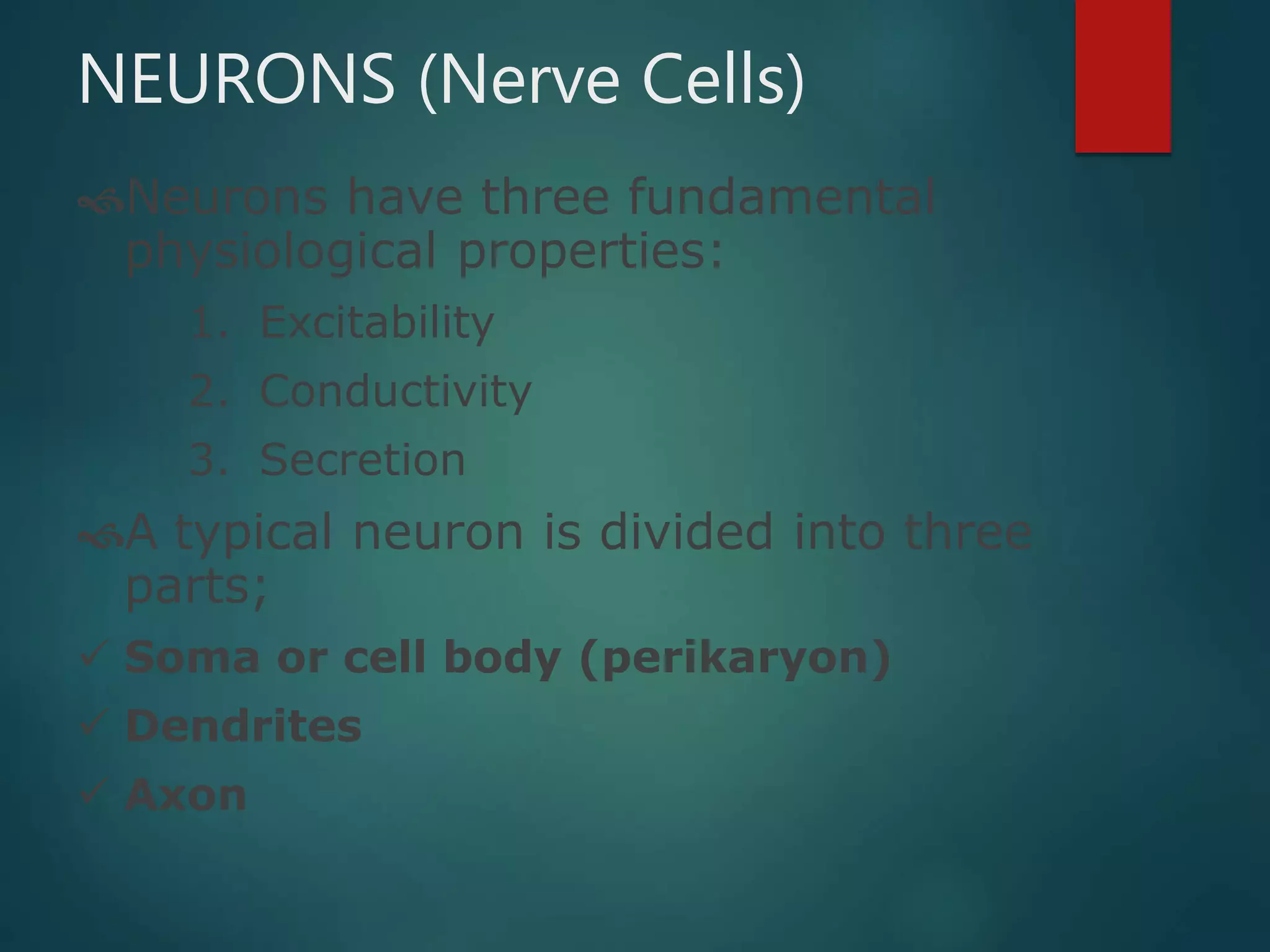 Neuroanatomy Overview | PPTX
