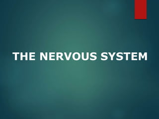 THE NERVOUS SYSTEM
 