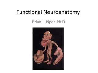 Functional Neuroanatomy
     Brian J. Piper, Ph.D.
 