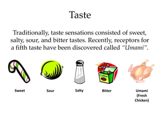 Taste Example Pathophysiology: Neuroanatomy Part II | PPTX