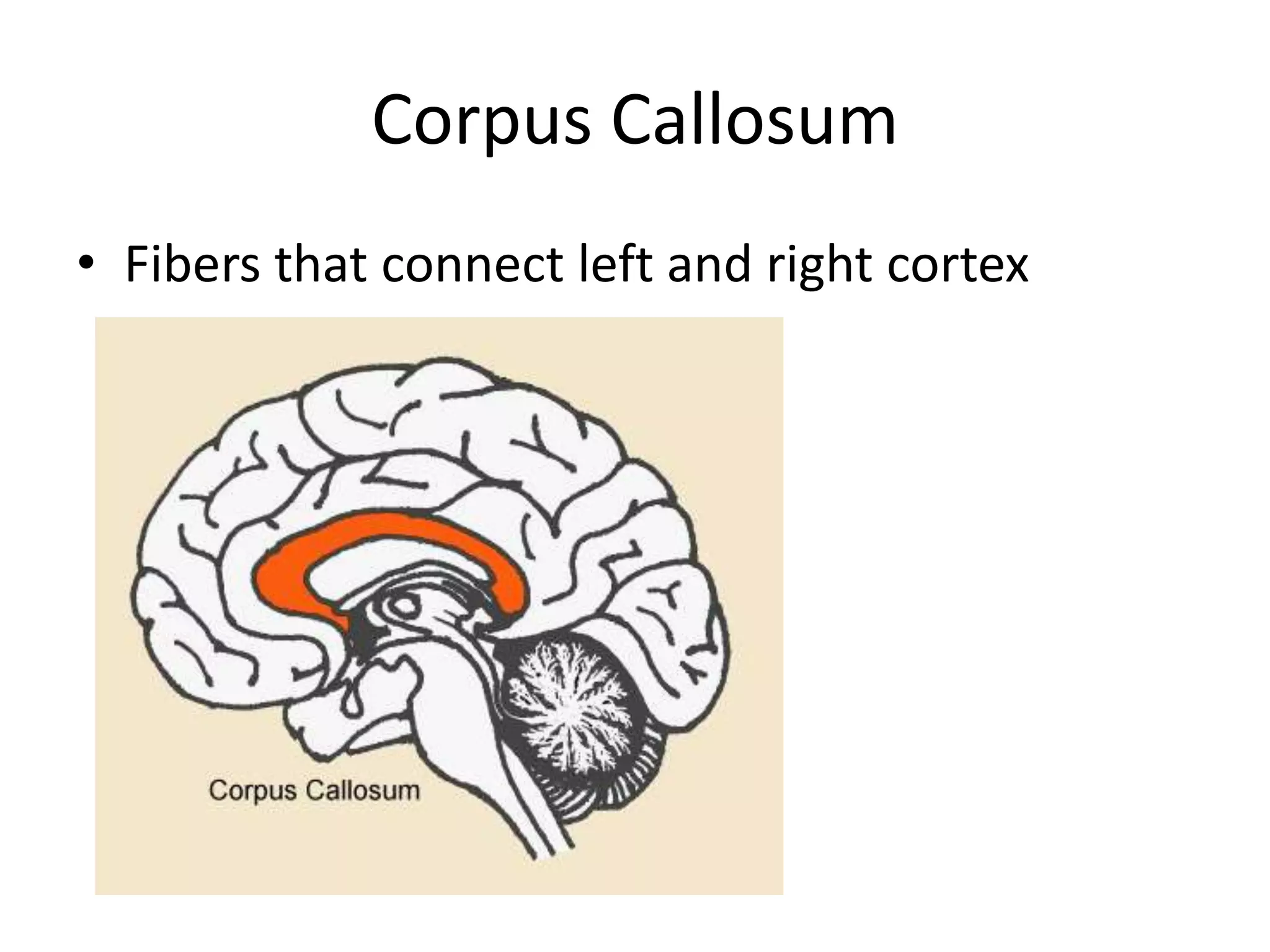 Corpus Callosum
• Fibers that connect left and right cortex
 