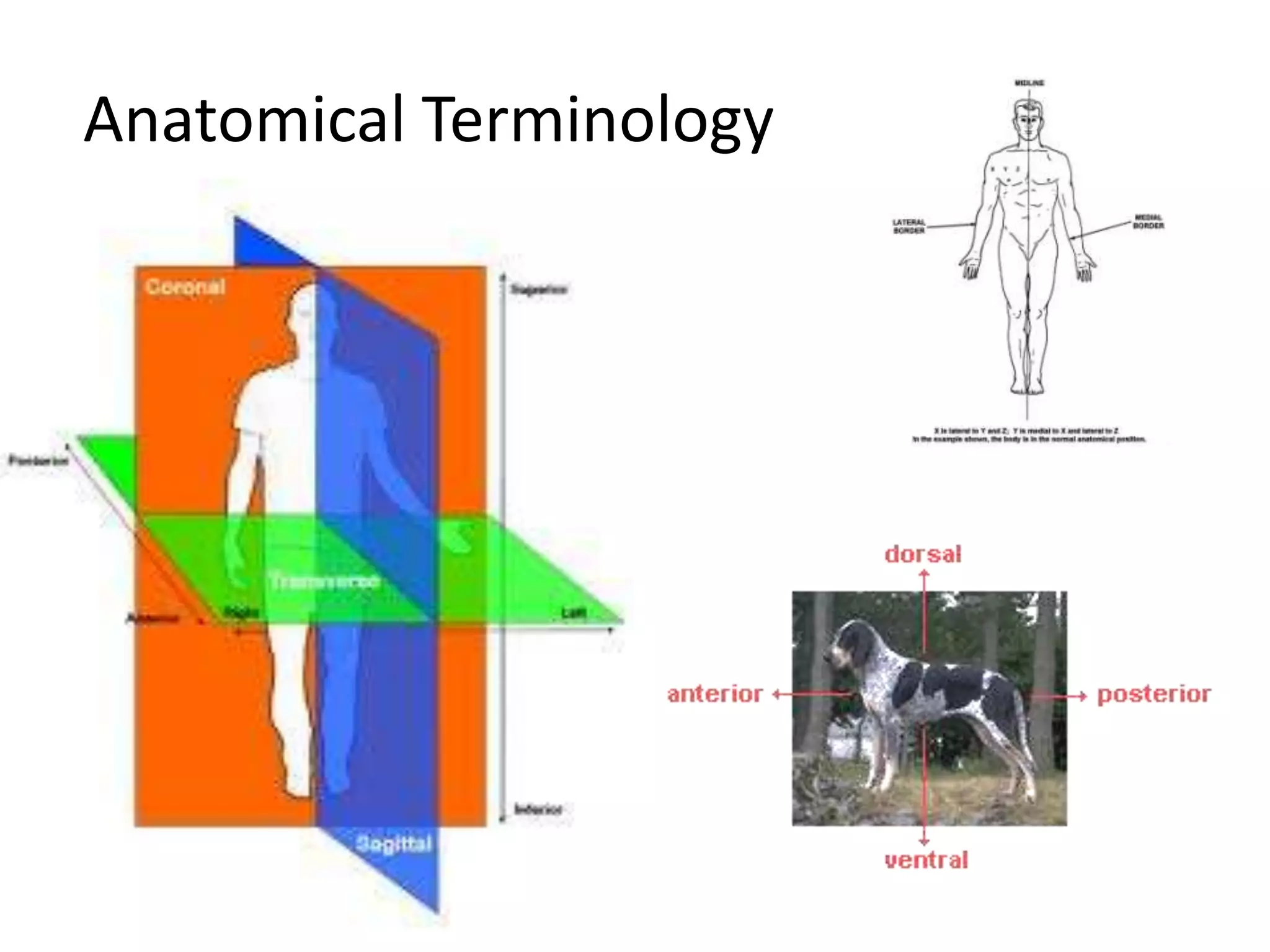 Anatomical Terminology
 