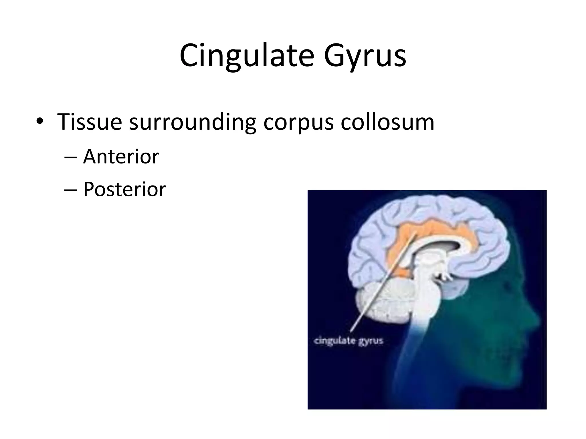 Cingulate Gyrus
• Tissue surrounding corpus collosum
  – Anterior
  – Posterior
 