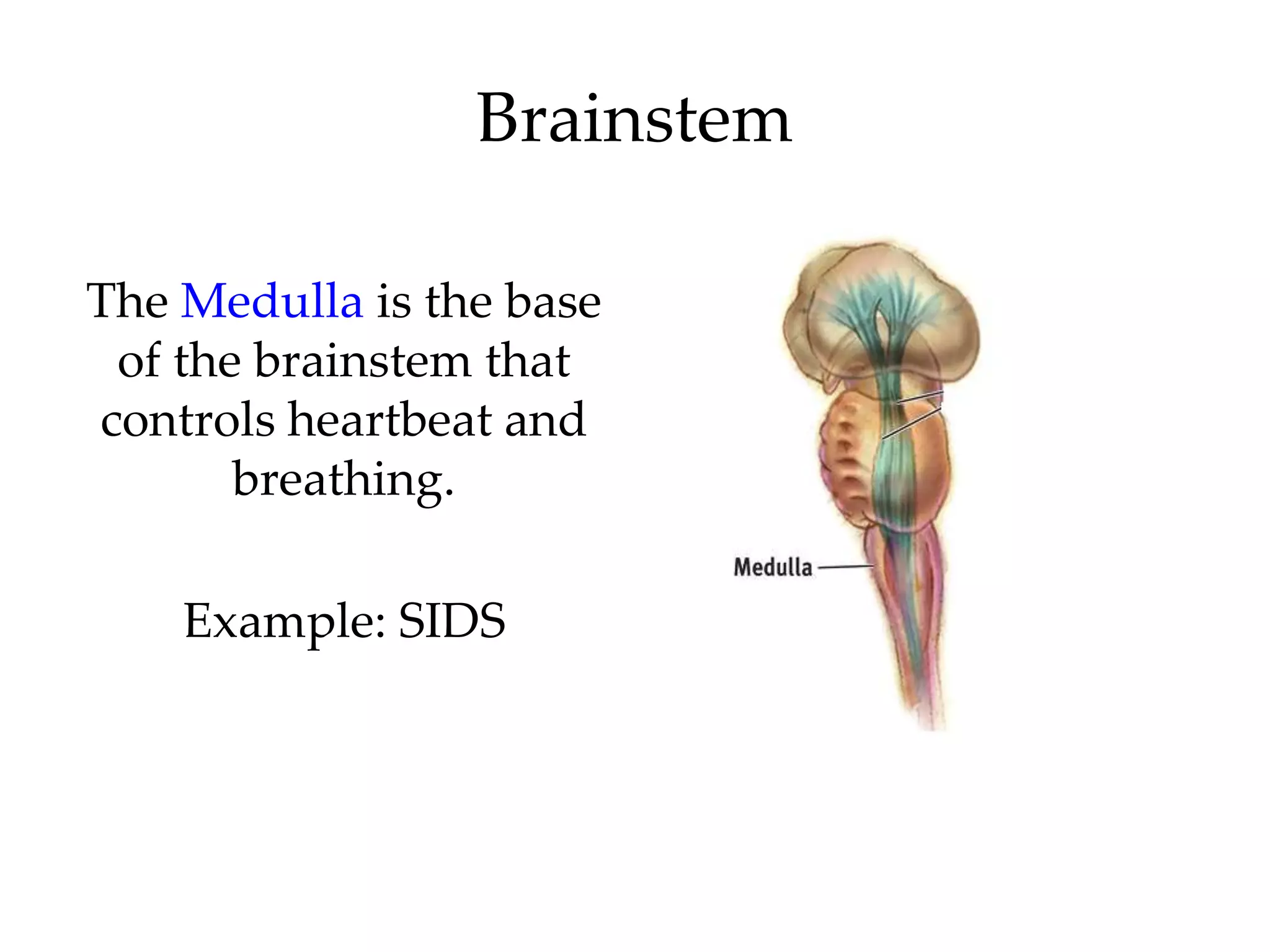 Brainstem

The Medulla is the base
 of the brainstem that
controls heartbeat and
       breathing.

    Example: SIDS
 