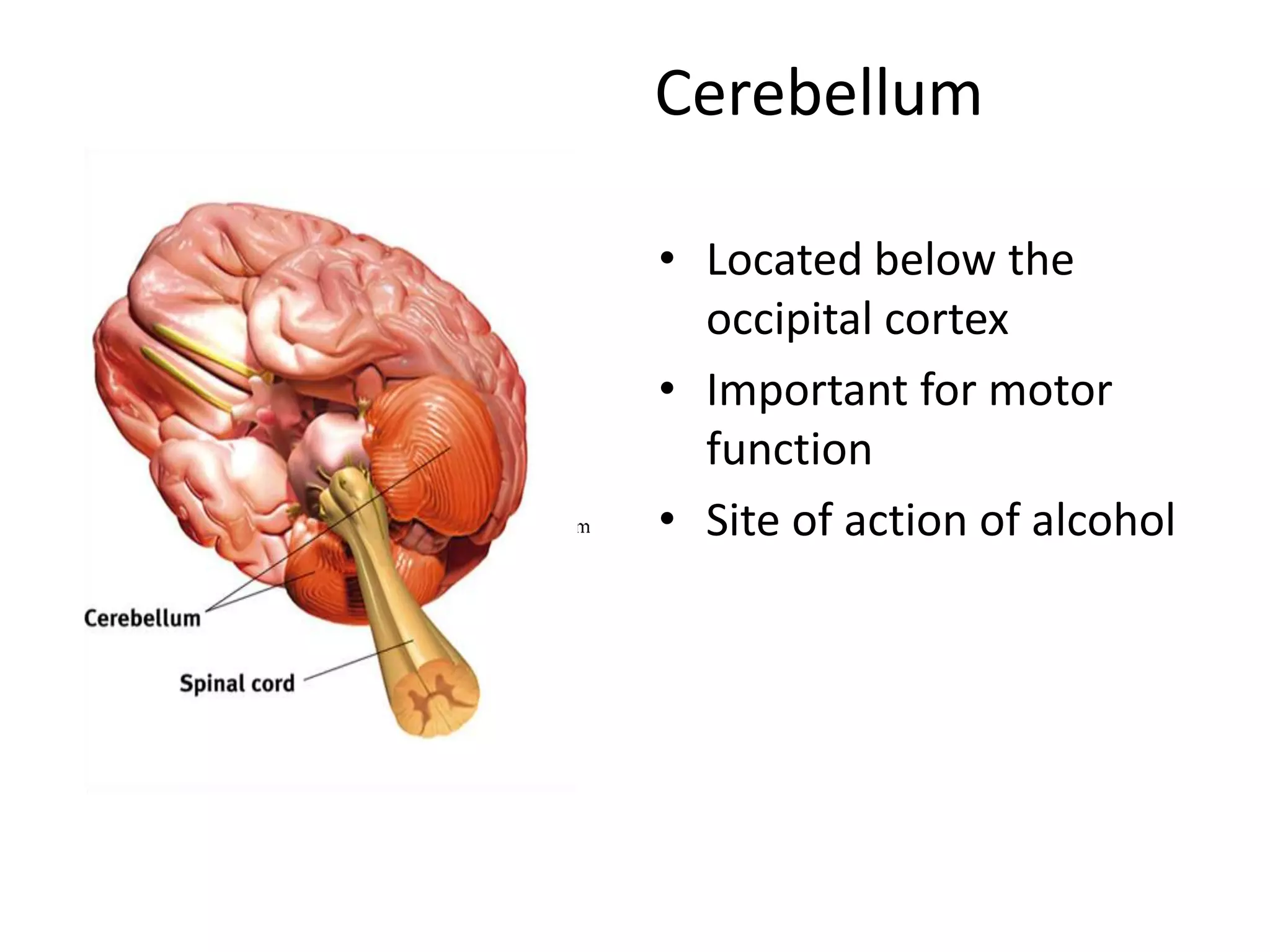 Cerebellum

     • Located below the
       occipital cortex
CC   • Important for motor
       function
BS   • Site of action of alcohol
 