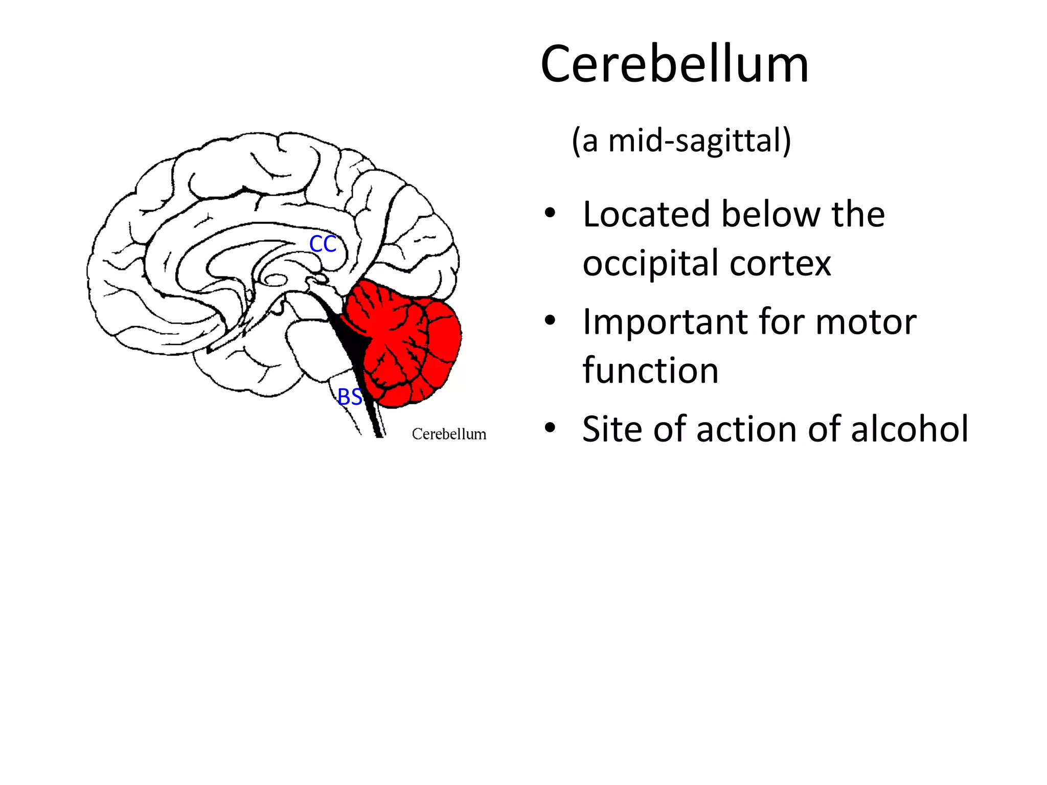 Cerebellum
       (a mid-sagittal)

      • Located below the
CC
        occipital cortex
      • Important for motor
        function
 BS
      • Site of action of alcohol
 