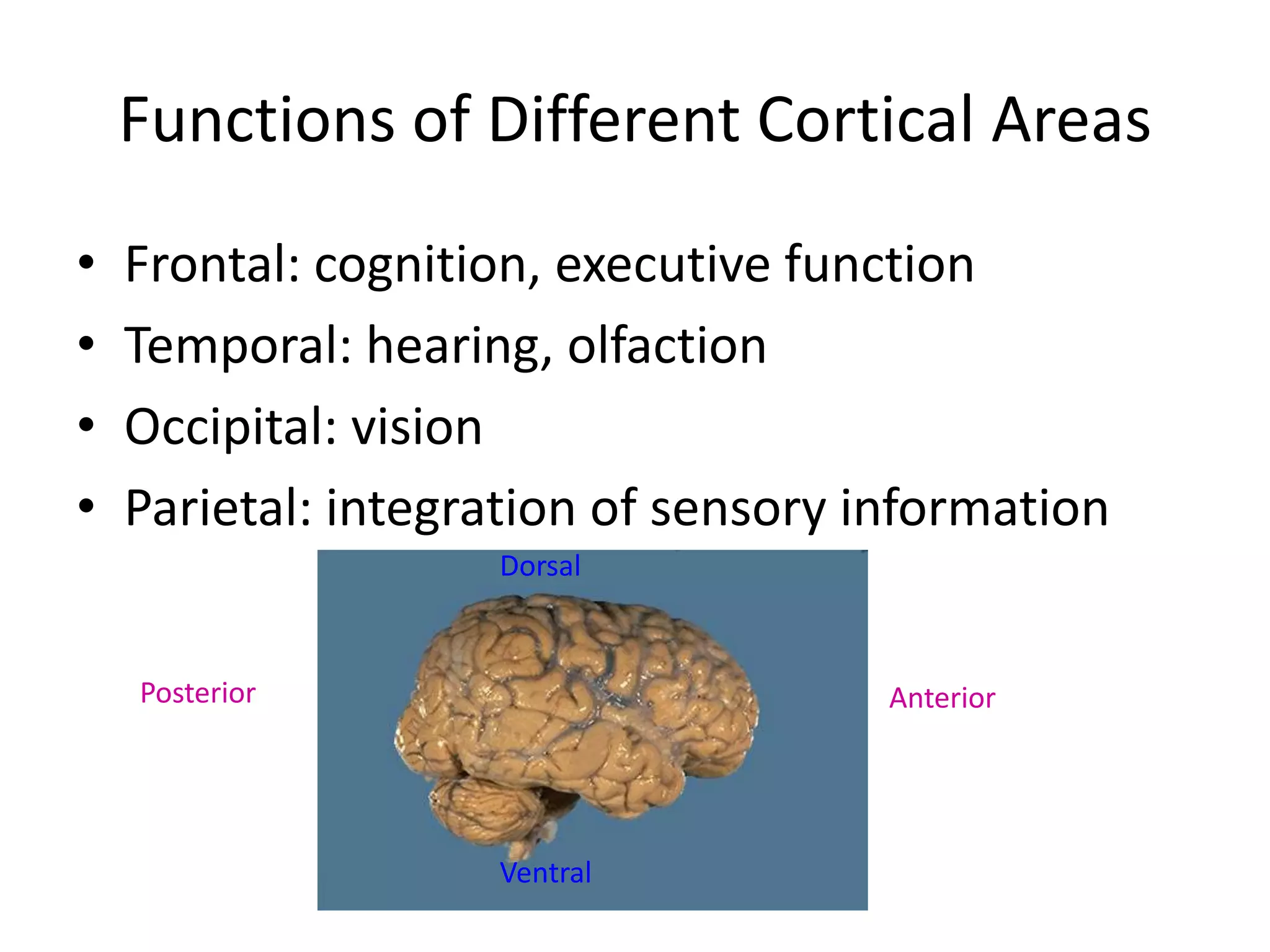 Functions of Different Cortical Areas
•   Frontal: cognition, executive function
•   Temporal: hearing, olfaction
•   Occipital: vision
•   Parietal: integration of sensory information
                    Dorsal



    Posterior                         Anterior




                    Ventral
 