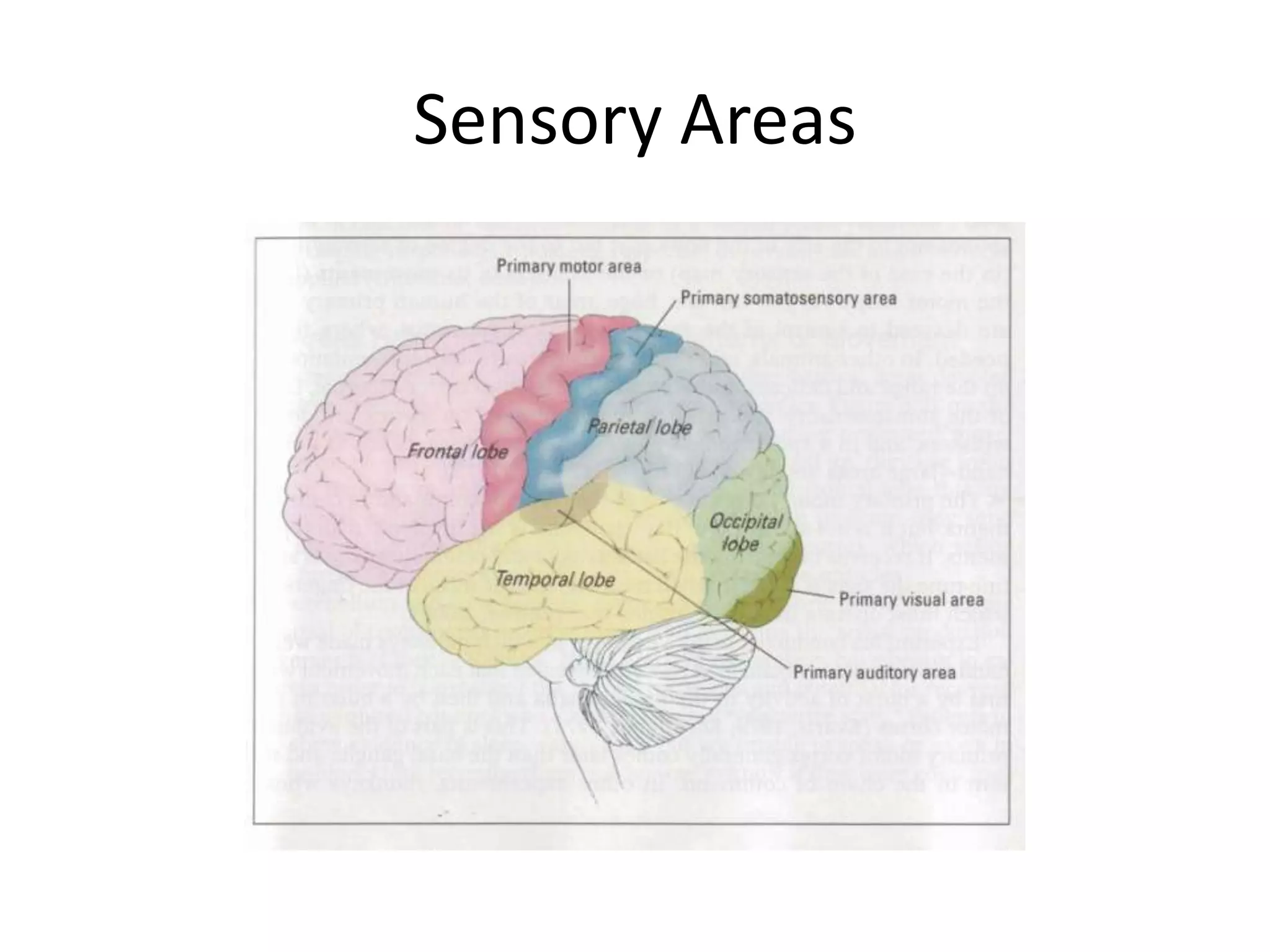 Sensory Areas
 