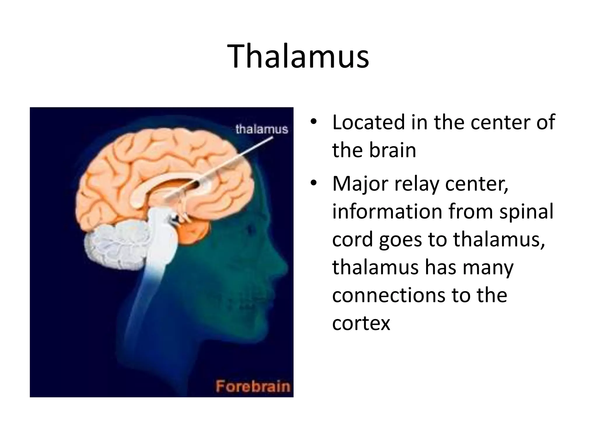 Thalamus
    • Located in the center of
      the brain
    • Major relay center,
      information from spinal
      cord goes to thalamus,
      thalamus has many
      connections to the
      cortex
 