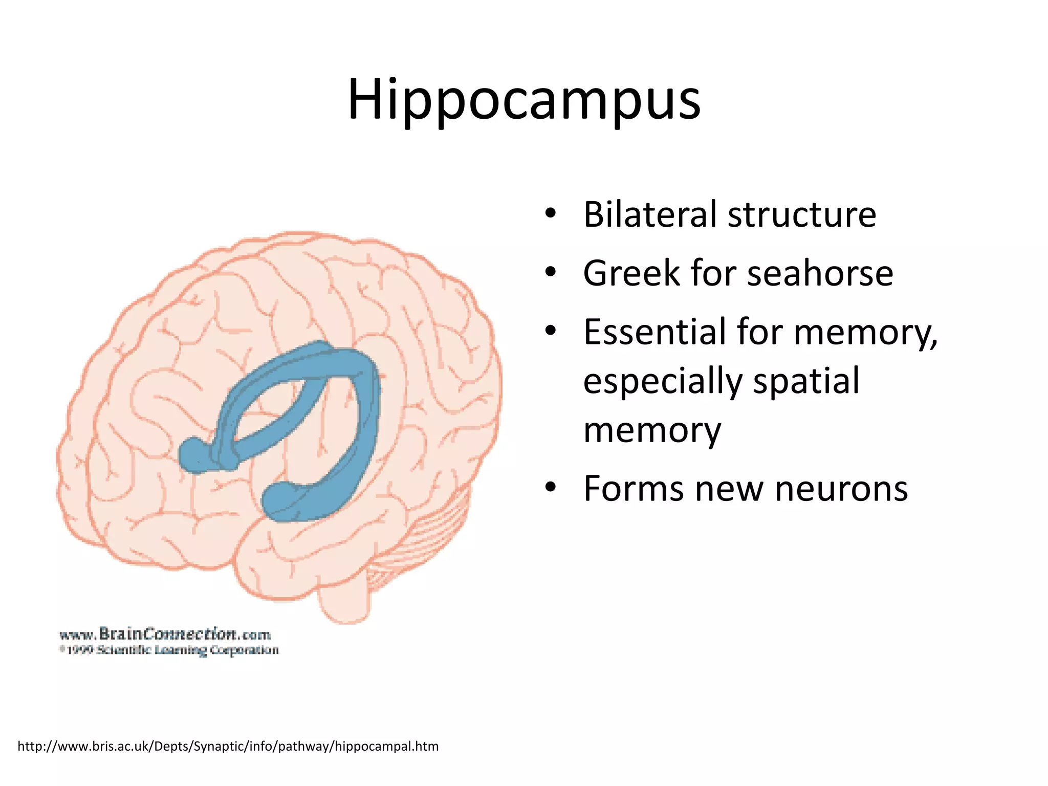 Hippocampus
                                                                    • Bilateral structure
                                                                    • Greek for seahorse
                                                                    • Essential for memory,
                                                                      especially spatial
                                                                      memory
                                                                    • Forms new neurons




http://www.bris.ac.uk/Depts/Synaptic/info/pathway/hippocampal.htm
 