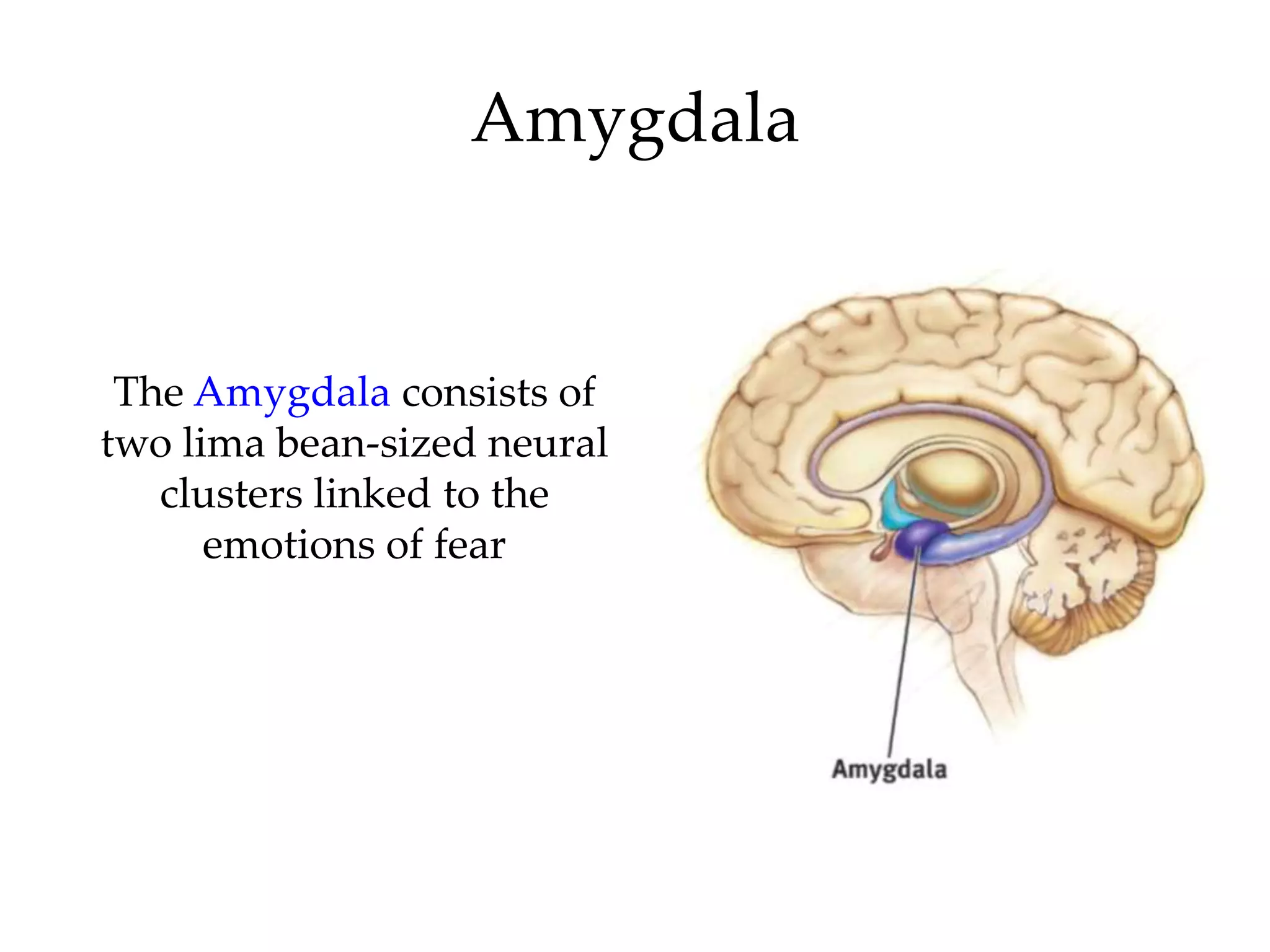 Amygdala


 The Amygdala consists of
two lima bean-sized neural
   clusters linked to the
      emotions of fear
 