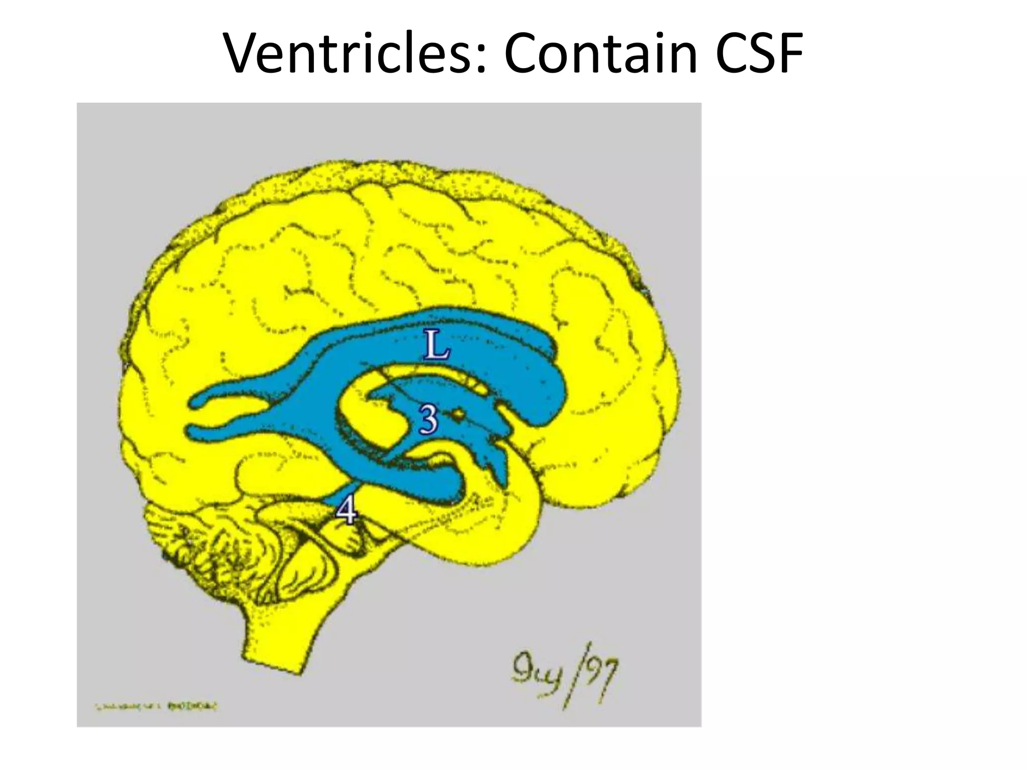 Ventricles: Contain CSF
 