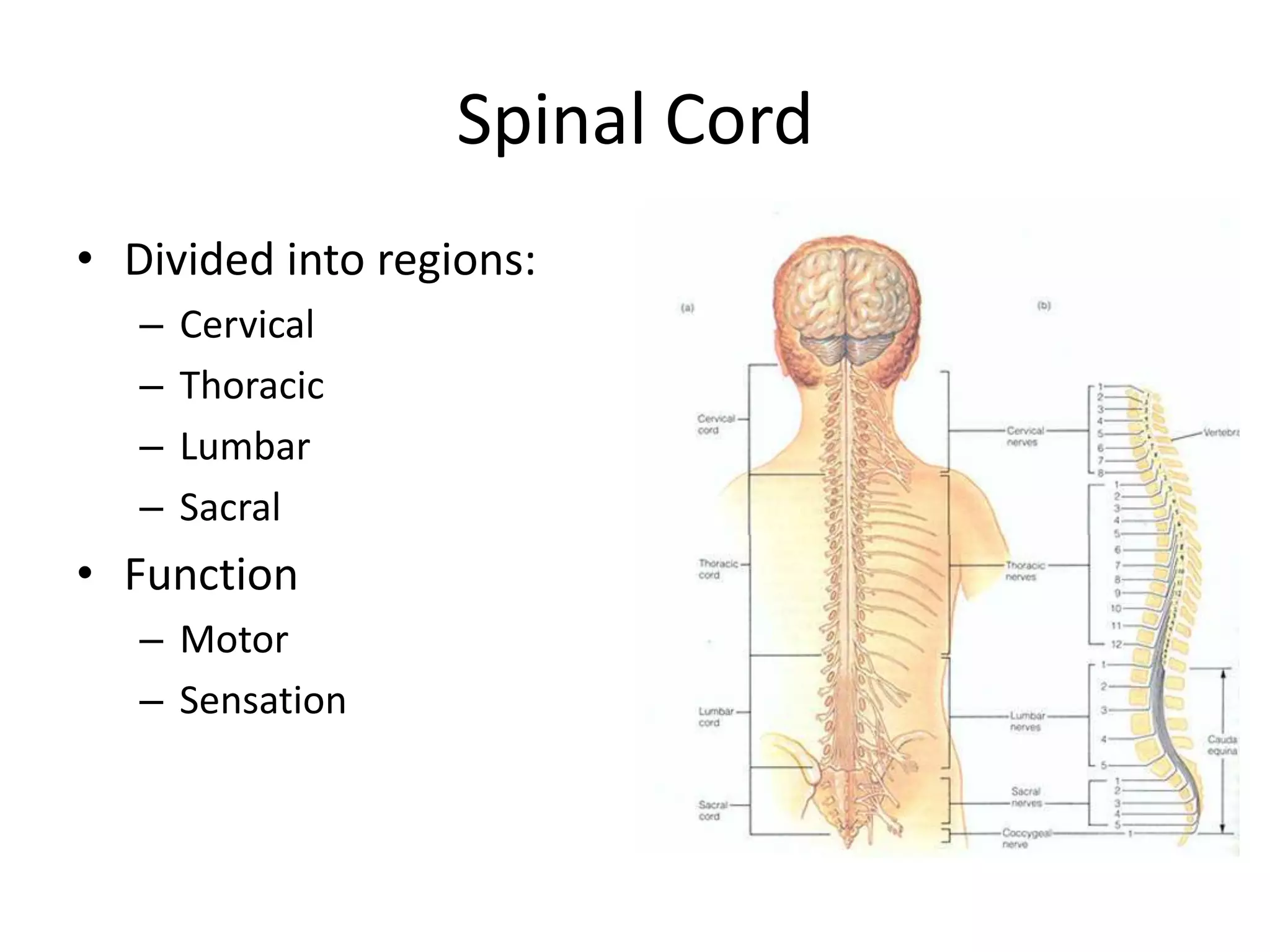 Spinal Cord
• Divided into regions:
   –   Cervical
   –   Thoracic
   –   Lumbar
   –   Sacral
• Function
   – Motor
   – Sensation
 