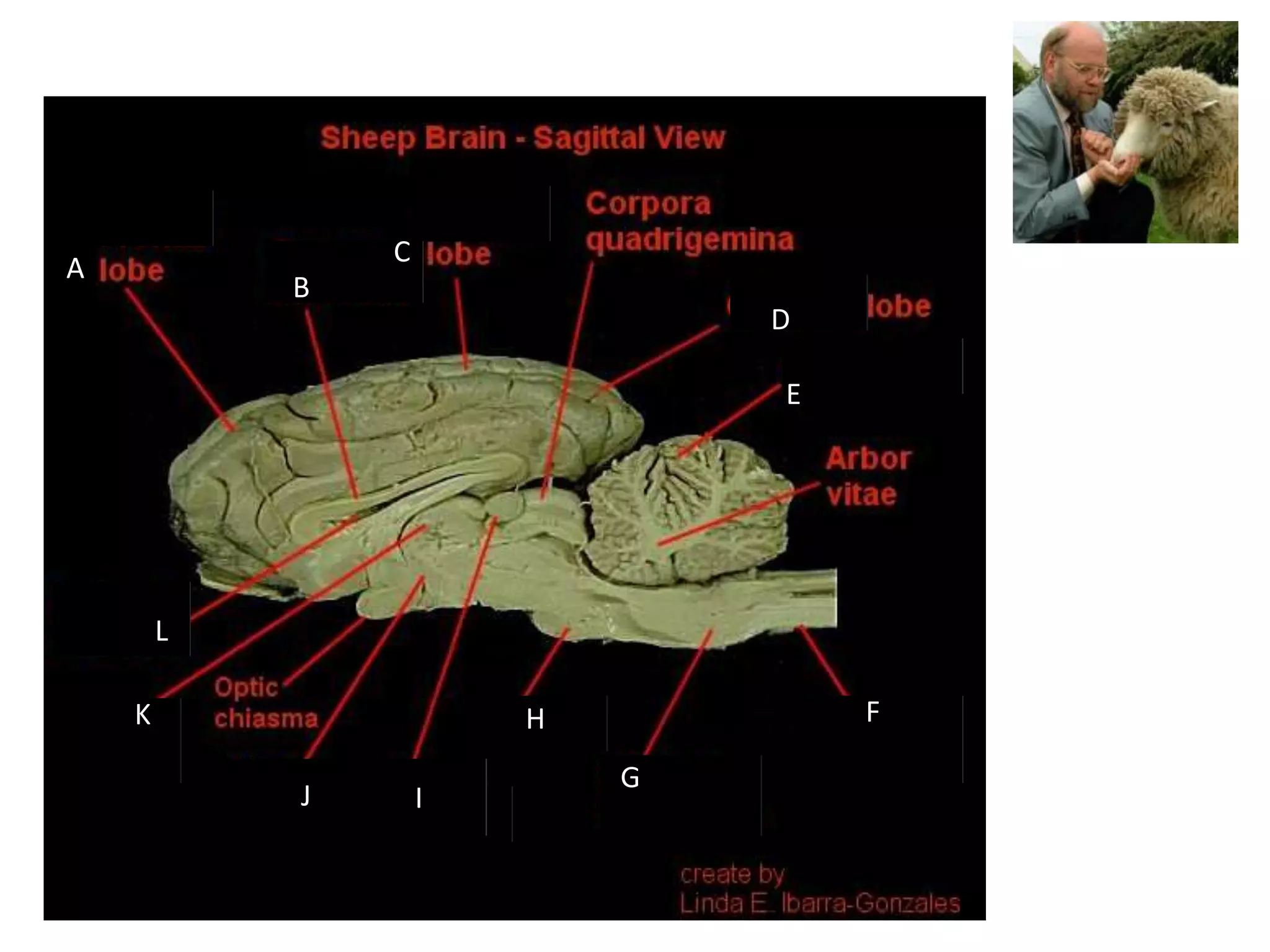 C
A
            B
                                D

                                E




        L

    K                   H           F

                            G
            J       I
 