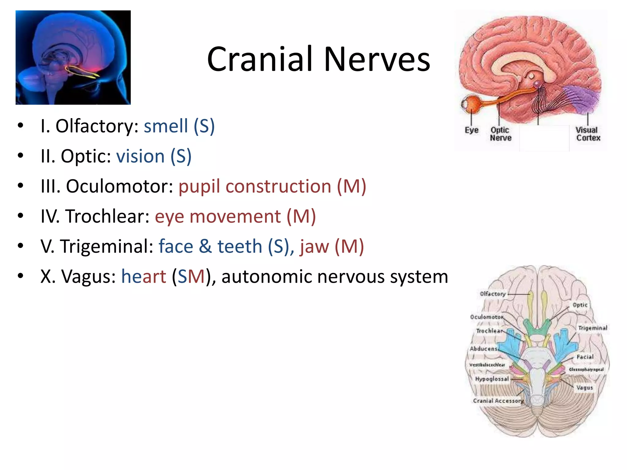 Cranial Nerves
•   I. Olfactory: smell (S)
•   II. Optic: vision (S)
•   III. Oculomotor: pupil construction (M)
•   IV. Trochlear: eye movement (M)
•   V. Trigeminal: face & teeth (S), jaw (M)
•   X. Vagus: heart (SM), autonomic nervous system
 