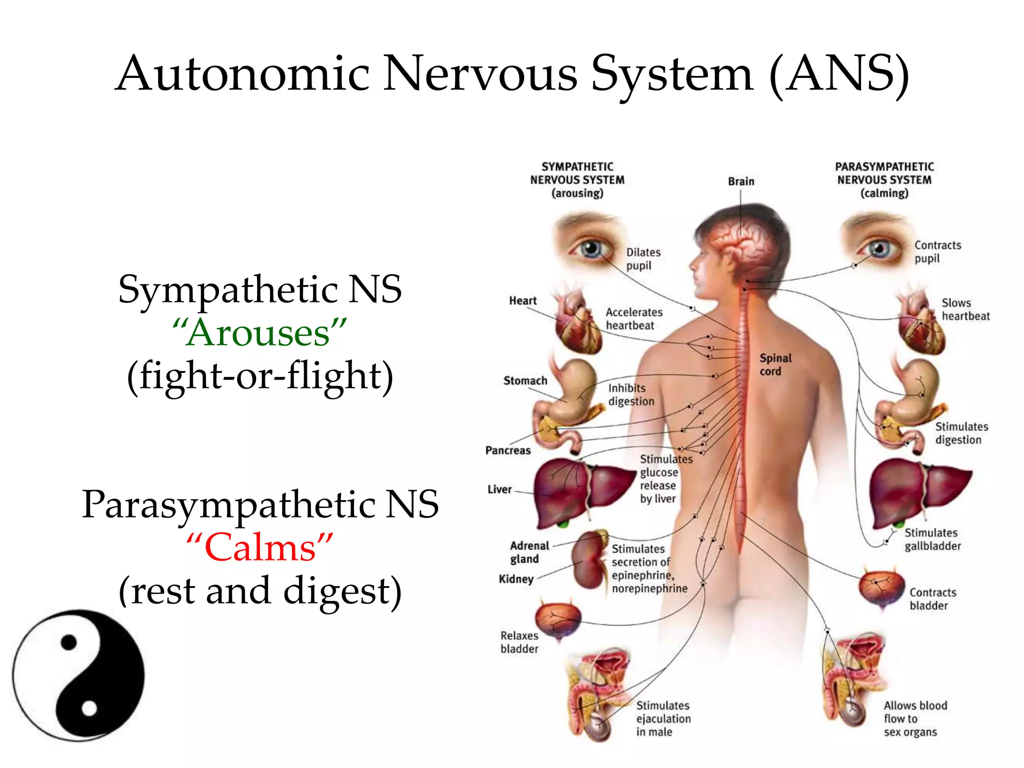 Autonomic Nervous System (ANS)



 Sympathetic NS
    “Arouses”
 (fight-or-flight)


Parasympathetic NS
      “Calms”
  (rest and digest)
 