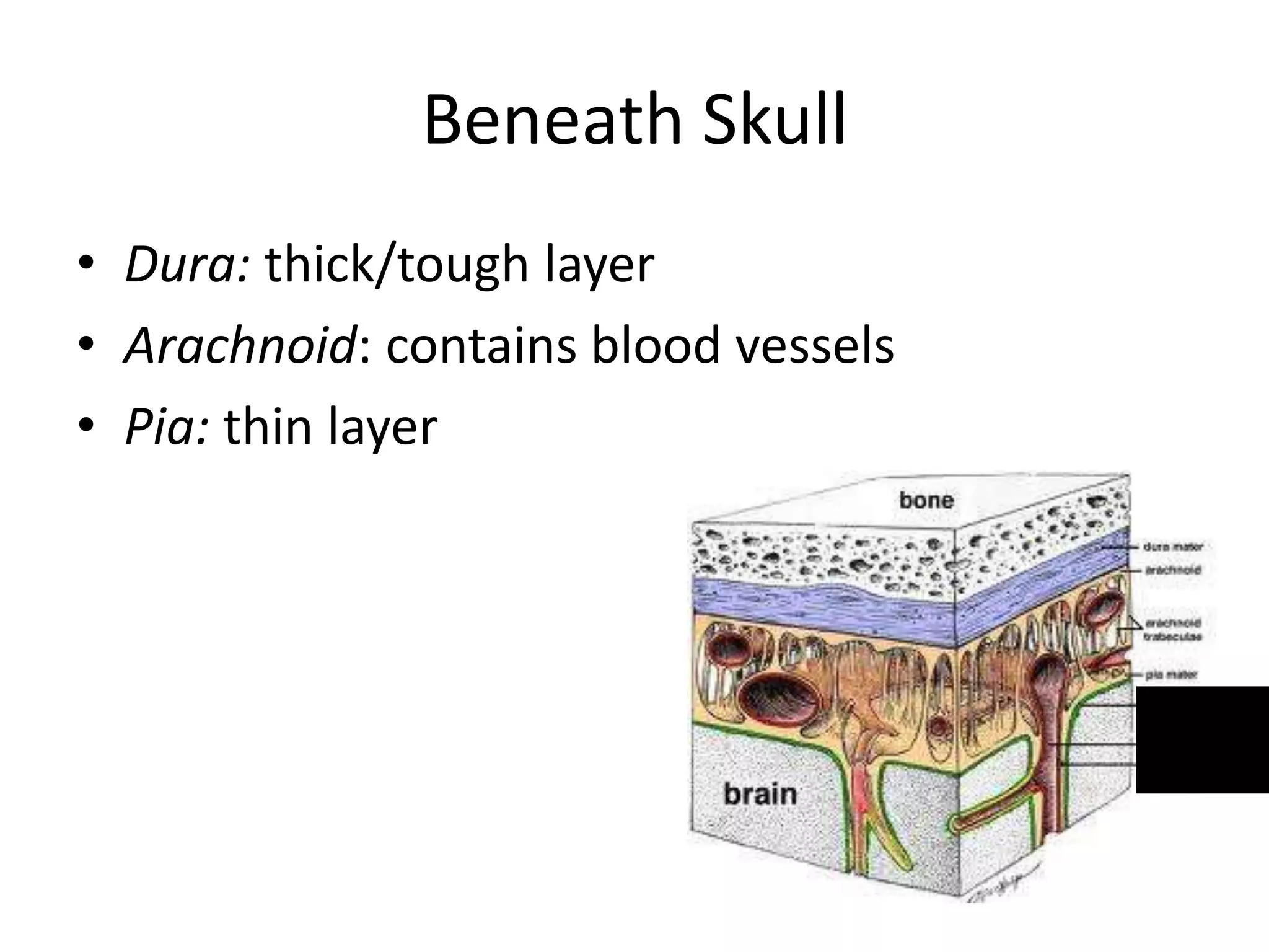 Beneath Skull
• Dura: thick/tough layer
• Arachnoid: contains blood vessels
• Pia: thin layer
 