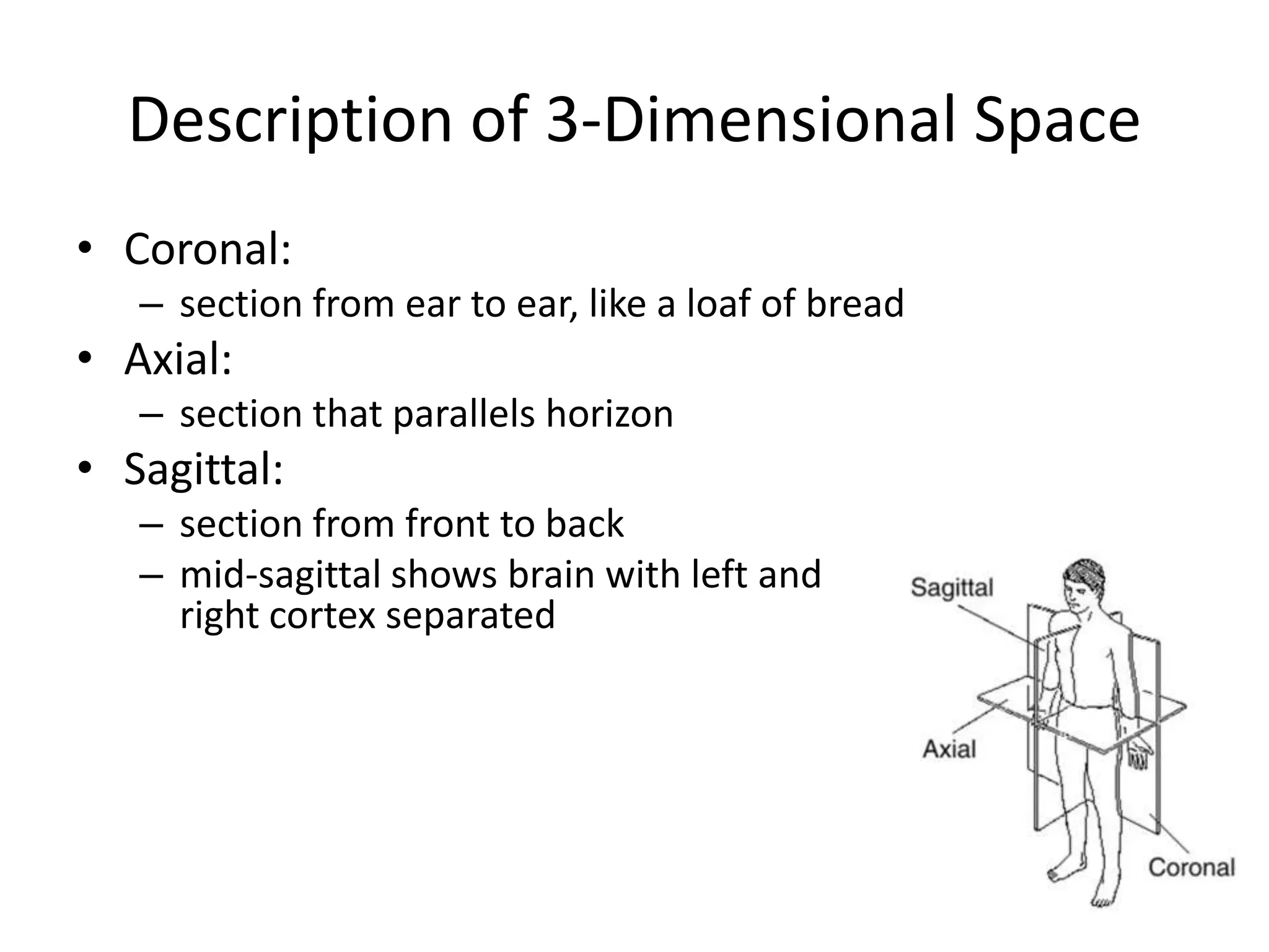 Description of 3-Dimensional Space
• Coronal:
   – section from ear to ear, like a loaf of bread
• Axial:
   – section that parallels horizon
• Sagittal:
   – section from front to back
   – mid-sagittal shows brain with left and
     right cortex separated
 