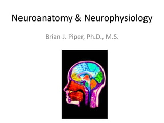 Neuroanatomy & Neurophysiology
       Brian J. Piper, Ph.D., M.S.
 
