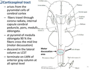 Pyramids Pons NEUROANATOMY; psychatric nurses.pptx