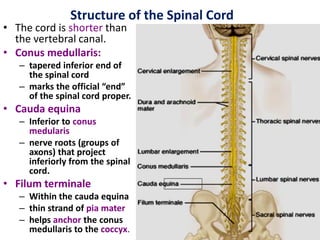 Conus Medullaris Filum Terminale Exposed Spinal Canal